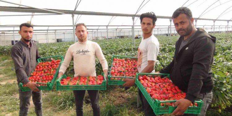 Çilek hasat dönemi başladı rekolte beklentisi arttı
