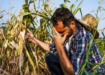 Zamansız kar yağışı ve soğuk rekolteyi nasıl etkileyecek?