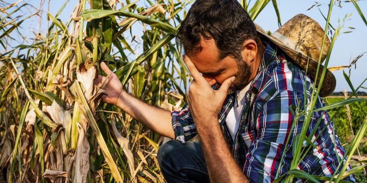 Zamansız kar yağışı ve soğuk rekolteyi nasıl etkileyecek?