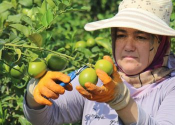 Irak, Türk limonuna talepte Rusya’yı geride bıraktı