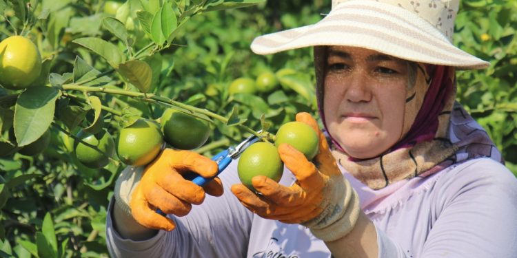 Irak, Türk limonuna talepte Rusya’yı geride bıraktı