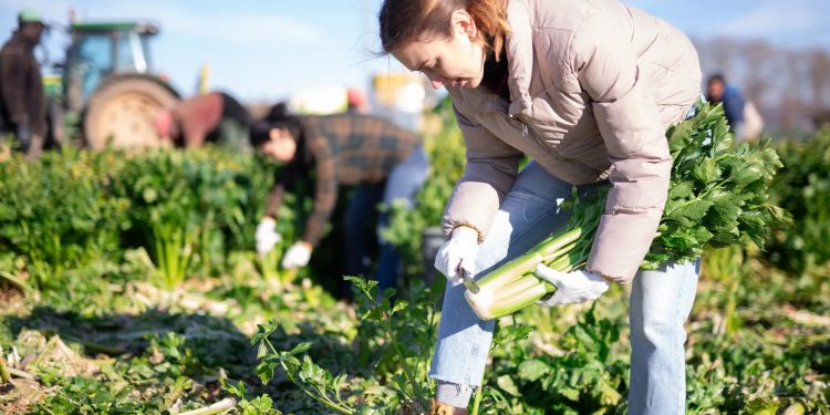 Tarımda dışa bağımlılık azaldıkça verim artacak