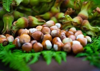 Fındık için stratejik açıdan geliştirme adımları atılıyor