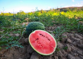 Karpuzda hasat arttı fiyat gerilemeye başladı