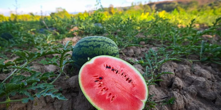 Karpuzda hasat arttı fiyat gerilemeye başladı
