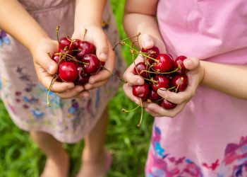 Kiraz hasadıyla birlikte üreticilerin umudu arttı