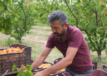 Tescilli Mut kayısısında hasat mesaisi sürüyor