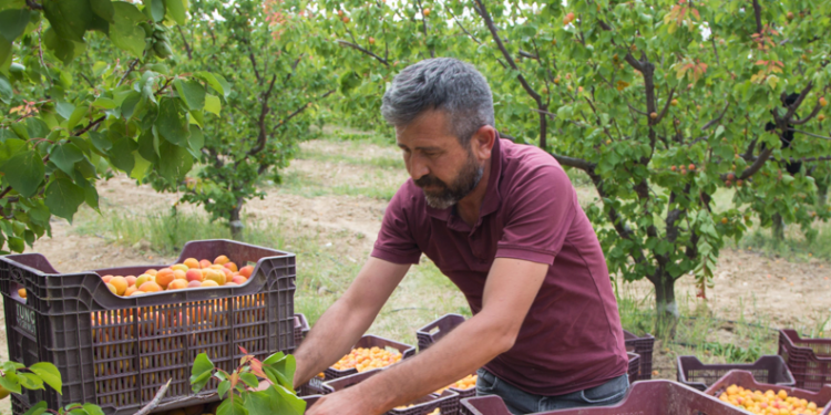 Tescilli Mut kayısısında hasat mesaisi sürüyor