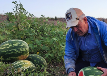 Kavun ve karpuzda ekimle birlikte verime odaklanıldı