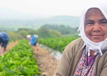 Tarımsal destekler arttıkça çiftçi de ayakta kalacak