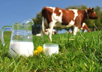 Süt üretimi artırılacak İhracatta seviye atlanacak