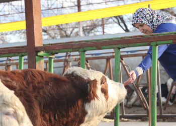 Toplanan inek sütü miktarı geriledi