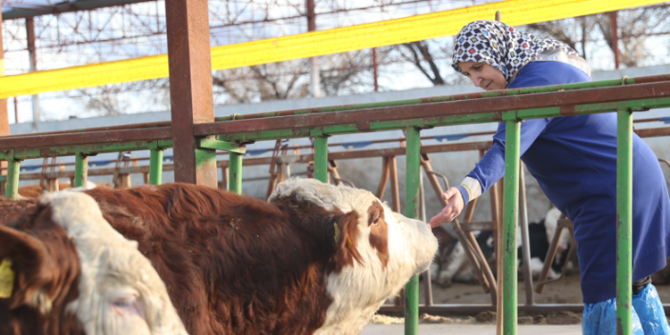 Toplanan inek sütü miktarı geriledi