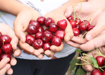 Çiftçilerin zirai don zararı yakın inceleme altında