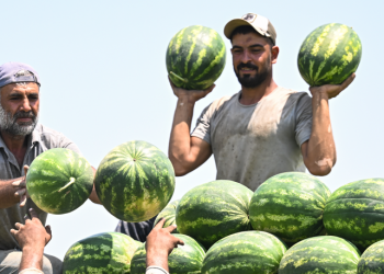 Karpuzun tadını kaçırmadan üretim yapabilmek mümkün