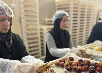 Güneydoğu’nun kuru meyve ihracatı yüzde 15,6 arttı