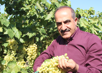 Taze üzüm ihracatında coğrafi atılım başladı