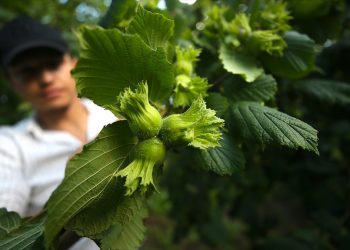 Fındıkta hem miktar hem de gelirimiz arttı