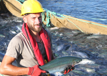 Türk somonunda 2025 hedefi 600 milyon dolar