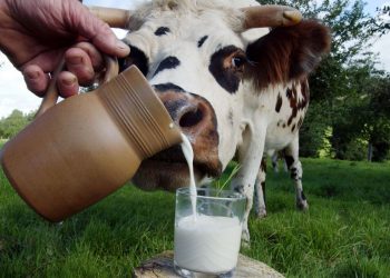 Toplanan inek sütü miktarı 947 bin tona dayandı