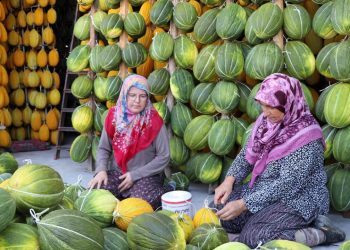Kırkağaç kavununda hasat sürüyor satışta farklı teknik uygulanıyor