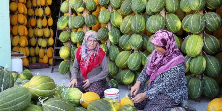 Kırkağaç kavununda hasat sürüyor satışta farklı teknik uygulanıyor