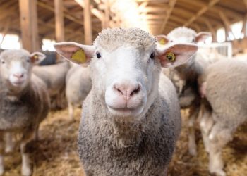 Küçükbaş hayvan sayısı arttı gözler üretim ve tüketimde