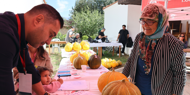 Yaylalardaki tarlada kavun hasadı yapıldı