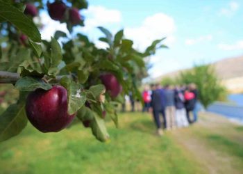 Mevsimsel etkisi olsa da elmada umudumuzu koruyoruz
