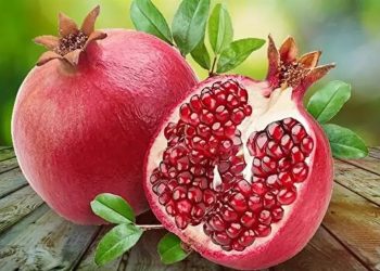 İhracatlı nar hasadı bölgenin de umudu oldu