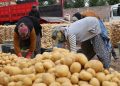 Patatesler “kaya depoda” koruma altını alınıyor