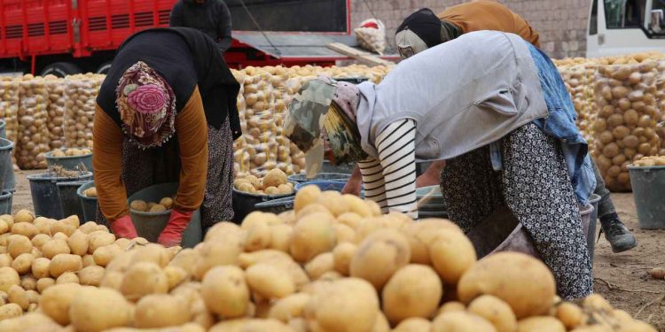 Patatesler “kaya depoda” koruma altını alınıyor