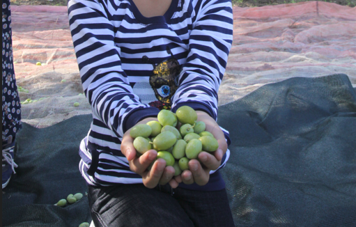 Sofralık zeytin ihracatında 255 milyon dolarlık rekor