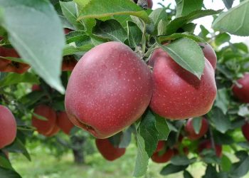 Soğuk hava depolarından dış pazara ulaştırılıyor