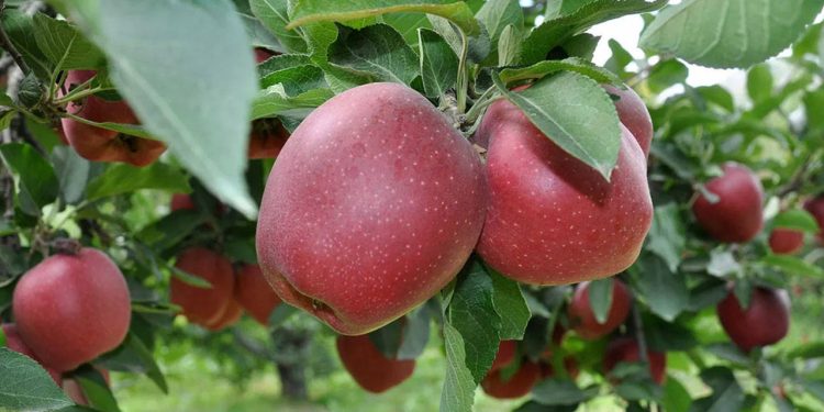 Soğuk hava depolarından dış pazara ulaştırılıyor