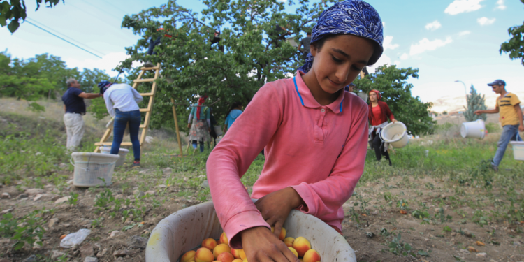 Malatya kayısısı zirvedeki yerini depo sayesinde korudu