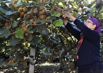 Tescilli kivi hasadıyla 500 milyon liralık beklenti