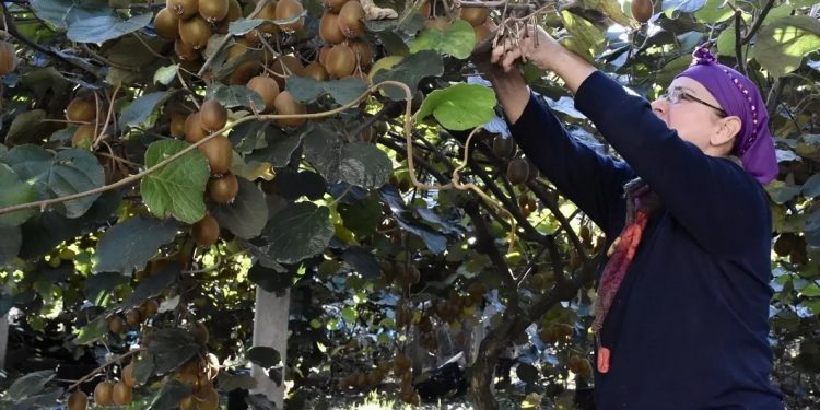 Tescilli kivi hasadıyla 500 milyon liralık beklenti