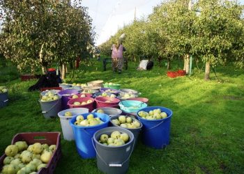 Üretim alanı artan bahçeler çiftçinin alternatif geliri