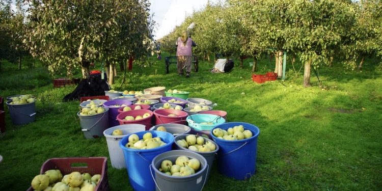 Üretim alanı artan bahçeler çiftçinin alternatif geliri
