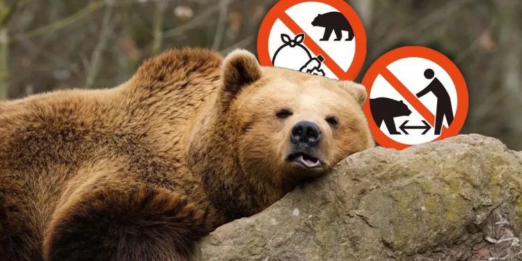 Japon turizm ajansından ayılara karşı yeni tedbir