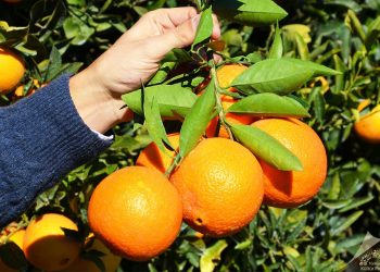 Finike’nin turuncu bahçelerinde portakal hasadı sürüyor