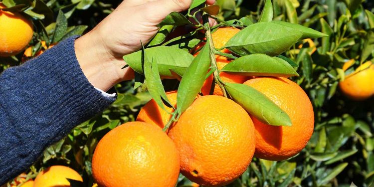 Finike’nin turuncu bahçelerinde portakal hasadı sürüyor