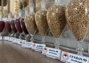 Pamuk, arpa ve buğday tohumları ihraç ediliyor