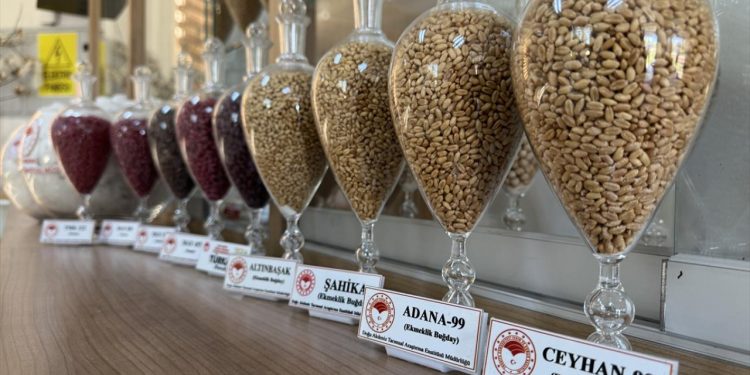 Pamuk, arpa ve buğday tohumları ihraç ediliyor