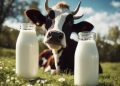 Toplanan inek sütü miktarı yıllık bazda azaldı