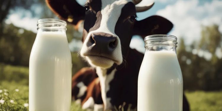 Toplanan inek sütü miktarı yıllık bazda azaldı