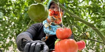 Topraksız tarım yöntemi arttıkça ihracatta da başarı gelecek