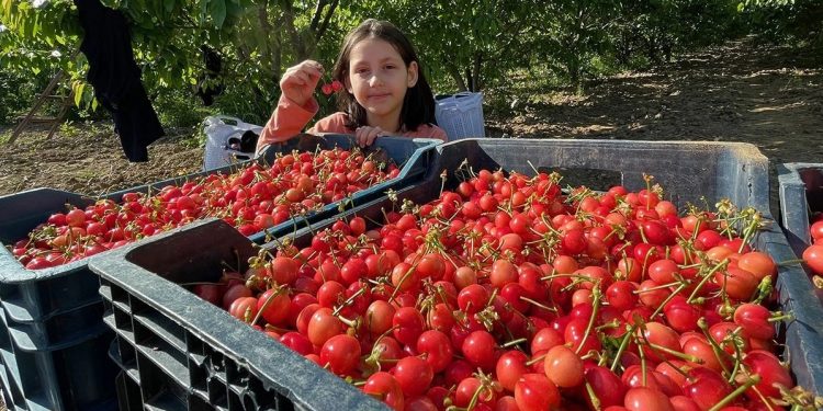 Kiraz ihracatında üreticinin yüzü gülüyor