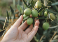 Zeytin için katma değer sunan verilere ulaşmak gerekli